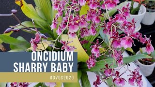 #GVOS2020 // Oncidium Sharry Baby