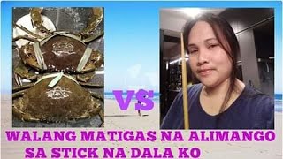 CRAB VS HUMAN | HOW TO SEPARATE THE CRAB MEAT FROM IT'S SHELL alive #jaymarcm TV #seafood