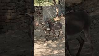 Donkey Fighting #shortvideo #donkeyshort #trendingshorts