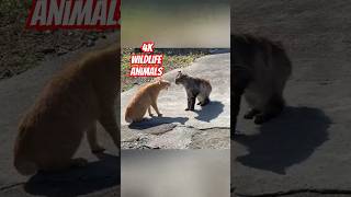 2 Cat fight in water #cat#catlover#catvideos#cats#catshorts#cuteanimal#cutewildlife#wildlife#cutepet