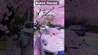 MEKAR NYA BUNGA SAKURA DI JEPANG #shorts