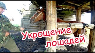 Горный Алтай, седлаем коня, как подковать коня, укрощение лошадей.