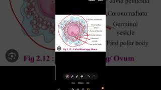 unfertilized egg/ovum structure #biology