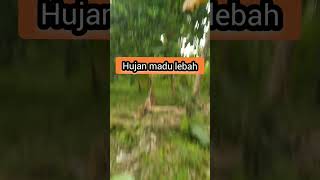 Mandi madu lebah seperti hujan