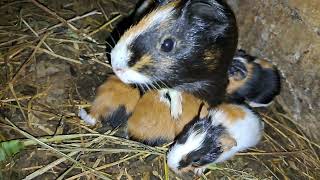 My guinea pig gave birth to 5 babies