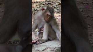 Funny clip of baby monkey got milk #shortsvideo