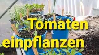 Tomaten Pikieren Und Pflanzen