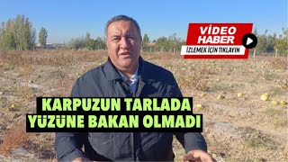 Karpuzun tarlada yüzüne bakan olmadı