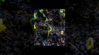 Seed Sprouting Time Lapse #growing #timelapse #shorts