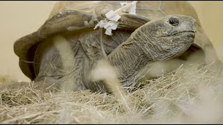 Al the Aldabra Tortoise