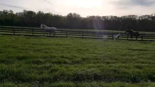 The animals of Stratford Hall at Sunset