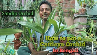 How to pot a Cattleya Orchid!#cattleya #orchid #orchidcare #bengali @SandipOrchid #gardening