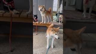 女シーバトリオに乱入する天然太郎w #柴犬 #shiba #shibainu