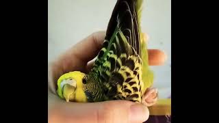 🥰 Roma budgie #muhabbetkuşu #cute #budgie #parakeet #shorts