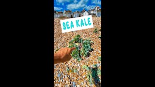 Sea Kale