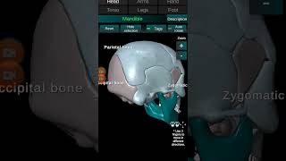 Human skull Bone 3 D, Animation with name #neet #anatomy #bscnursing  #anatomy #suscribe #thechenel