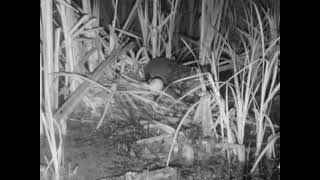 Mink preys on redhead duck