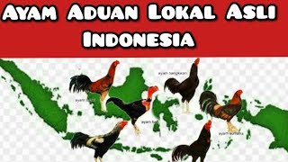 8 Jenis Ayam Lokal Asli Indonesia