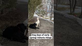 Best #guarddogs Enter at your own risk! #newfoundland #shorts #dogs #farmdog