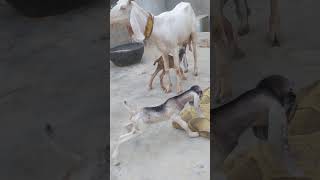 Alhamdulillah 1 day babies of Bhoori [Rani Chanchal]❤️ Chanchal kon si wali he#goatlovers #goats