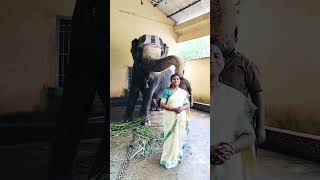 శ్రీనివాసుని సేవలో గజారాజు #tirupati #ttdseva #elephant #tirupatibalajidarshan #tirupatibalaji #ttd