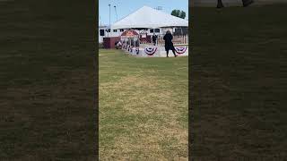 Pig race at LA County fair May 7th, 2023 #comedyvideos #shorts