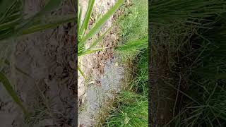 ہائبرڈ دھان۔ 90 دن بعد بھی مکمل مونجر نہ نکل سکی۔ Reasons of Delay in panicle emergence of Rice