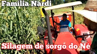 Ajudando o Né fazer silagem de sorgo. Fazendo silagem de sorgo. Puxando silagem. Compactando silagem