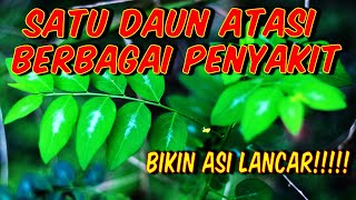 SATU DAUN ATASI BERBAGAI PENYAKIT MAMPU MELANCARKAN ASI !!!! MANFAAT DAUN KATUK UNTUK KESEHATAN