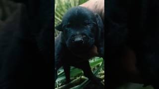 Manejo de los cachorros Malinois salvajes