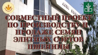 Презентация новых сортов озимой пшеницы в АПК Кубаньхлеб