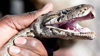 PYTHON🐍 SNAKE RESCUED | 👍ANIMALS