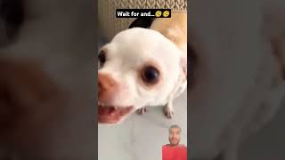 We scared me😤🫨😱|| #dog #funny #cute #pets #chihuahua #trending #shortvideos #pet #mrcrazyteddy #pet