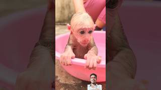 बंदर का प्यारा बच्चा नहा रहा 🐒 🤩 |Cute baby monkey taking a bath 🤩👌 #shorts #monkey #wildlife