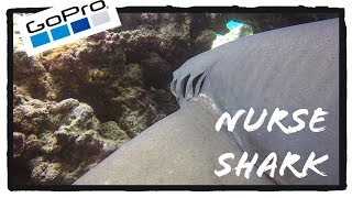 Nurse shark | A Freedive4u Short