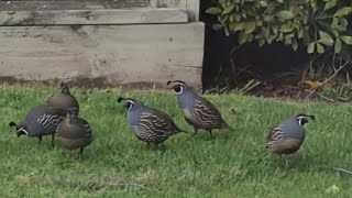 Калифорнийский хохлатый перепел, или калифорнийская куропатка /Callipepla californica/ New Zealand