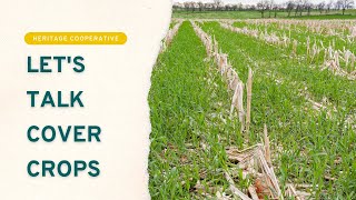 Let's Talk Cover Crops