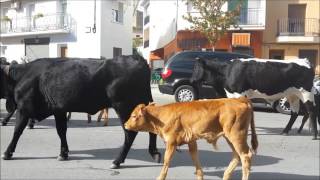 tradiciones y costumbres  la Trashumancia sigue viva en Extremadura, a su paso por Madrigal de la Ve