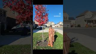 మా ఇంటి ముందు fall colors చూసారా||my front yard's fall makeover! 🍂✨|| Saree photoshoot📸||#ytshorts