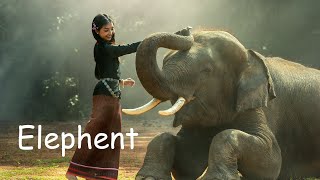 Elephants for Children: Learn All About Elephants - A Short Documentary for Kids