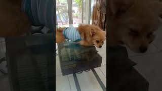 Feeling Relax #Pomeranian dog #shorts #viral #youtubeshorts