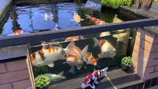 Koi pond 27/03/21 running at 41 TDS