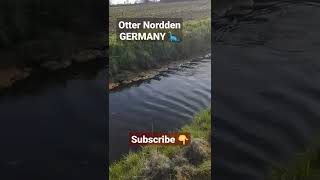 Otter Nordden Germany 4.2022 eine otter erwichen Überraschung my day        سمور آلمانی