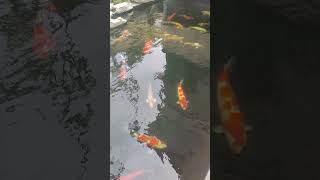 Telme#koi #koifish #fish #koifarm #fishing #aquarium #koipond