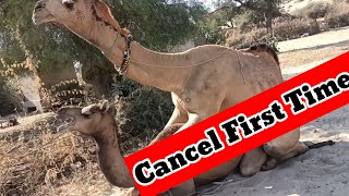 Camel's Depart with desert journey | Amazing 😍 Thar View| Beautiful Nature | camel enjoyed in Desert