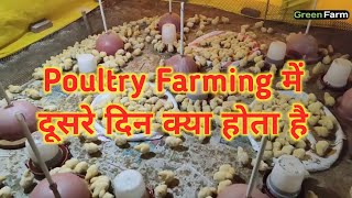 मुर्गी पालन के दूसरे दिन में क्या क्या करना होता हैं| 2nd day chiks management in poultry farm|