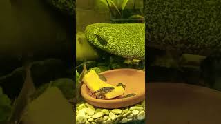 Севельи впервые пробуют тыкву #aquarium #fishtank #fish #Севелия