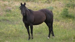 Horses Grazing / Eating in a Field - No  Sound - CCL Free Stock Footage