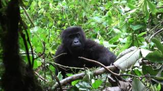 Gorilla mum retrieves twin (Part 2), others clamber down from trees  PNKB, DRC