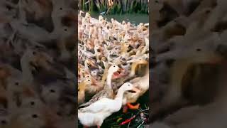 Beautiful #bird #shorts #shortvideo #animals